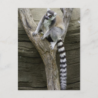 Tarjeta postal de Lemur