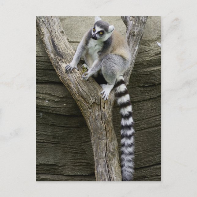 Tarjeta postal de Lemur (Anverso)