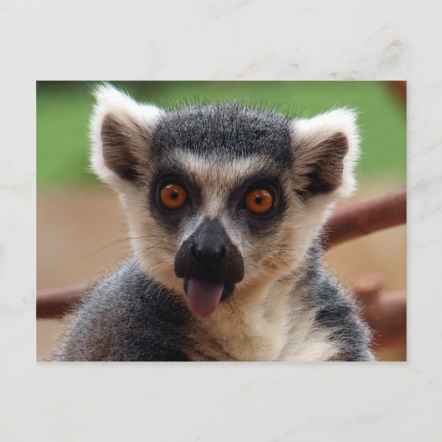 Tarjeta postal de Lemur (Anverso)