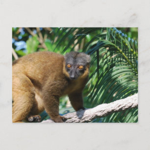 Tarjeta postal de Lemur Collarada