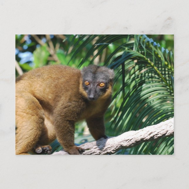 Tarjeta postal de Lemur Collarada (Anverso)