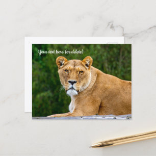 Tarjeta postal de león