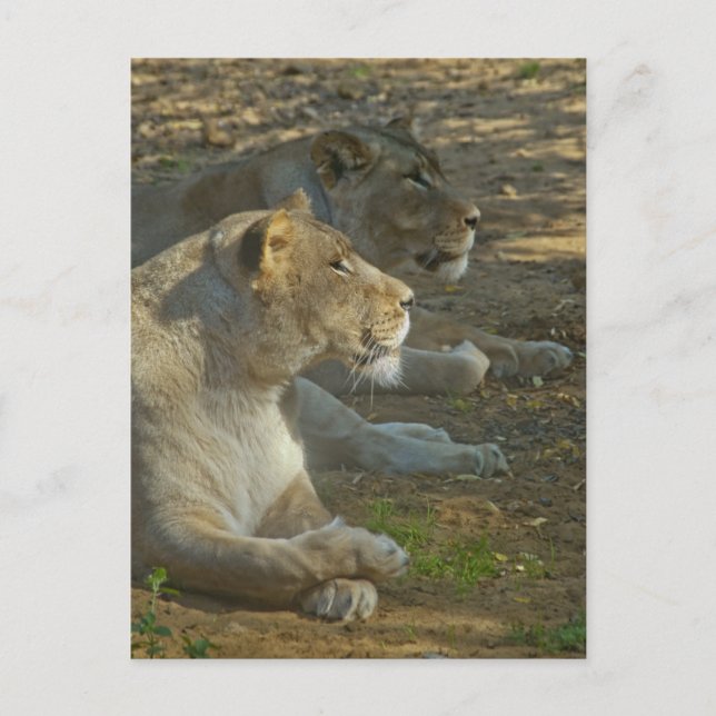 Tarjeta Postal de Leones (Anverso)