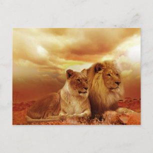 tarjeta postal de leones de safari