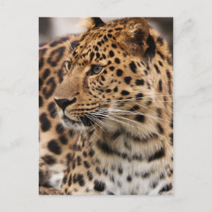 Tarjeta postal de leopardo