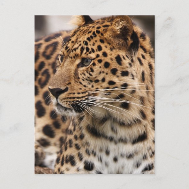 Tarjeta postal de leopardo (Anverso)