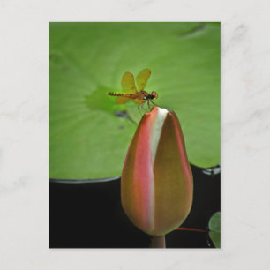 Tarjeta postal de libélula Amberwing