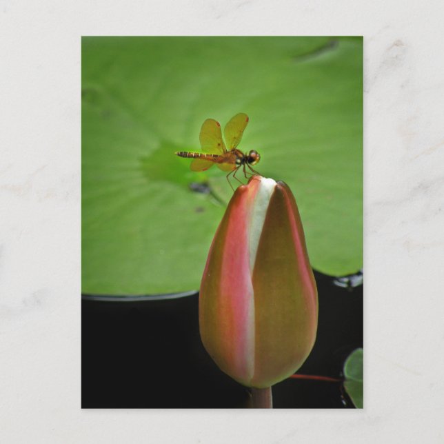 Tarjeta postal de libélula Amberwing (Anverso)