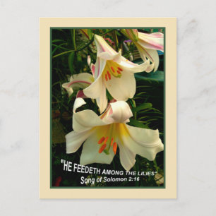 Tarjeta postal de LILY