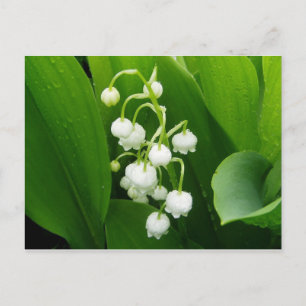 Tarjeta postal de Lily-of-the-Valley