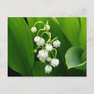 Tarjeta postal de Lily-of-the-Valley