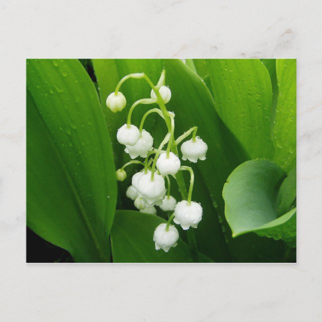 Tarjeta postal de Lily-of-the-Valley (Anverso)