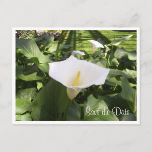 Tarjeta postal de Lirio de Calla