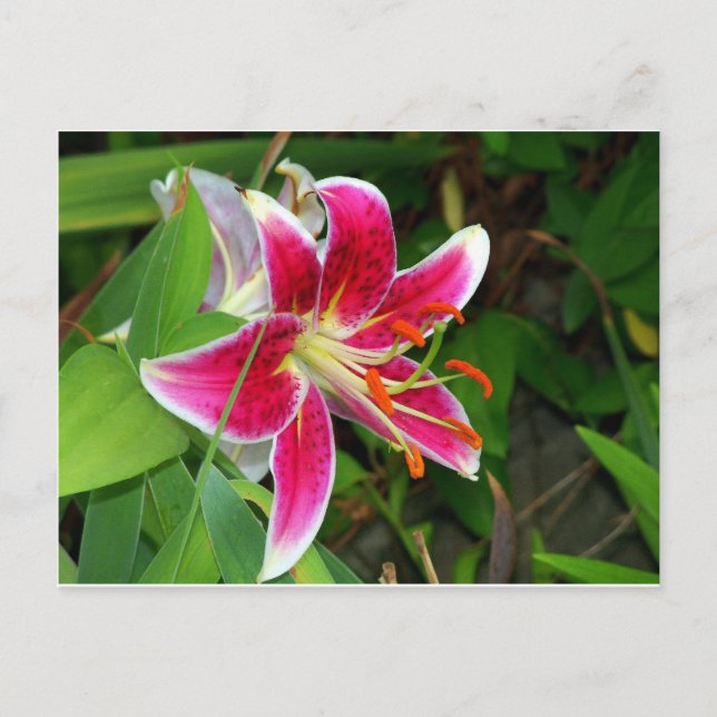 Tarjeta postal de lirio oriental rosa Stargazer (Anverso)