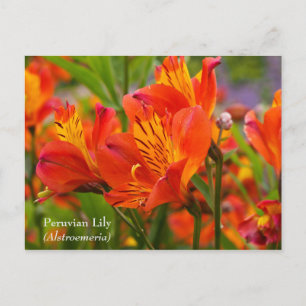 Tarjeta postal de Lirio Peruano (Alstroemeria)