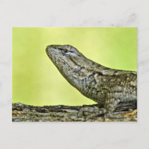 Tarjeta postal de Lizard.