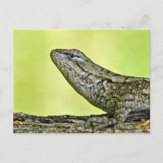 Tarjeta postal de Lizard.