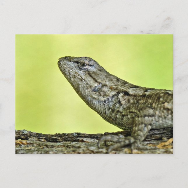 Tarjeta postal de Lizard. (Anverso)