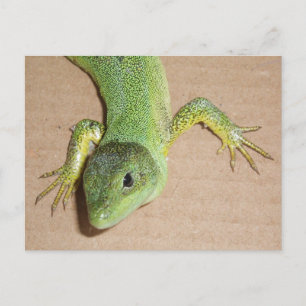 Tarjeta postal de Lizard