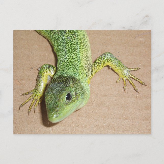 Tarjeta postal de Lizard (Anverso)