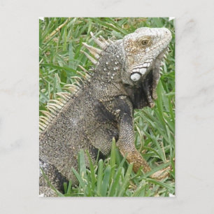 Tarjeta postal de Lizard
