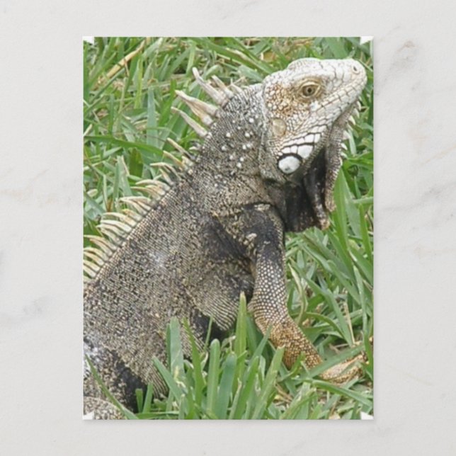 Tarjeta postal de Lizard (Anverso)