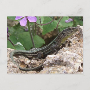 Tarjeta postal de Lizard