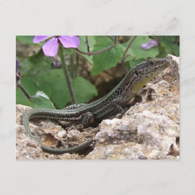 Tarjeta postal de Lizard (Anverso)