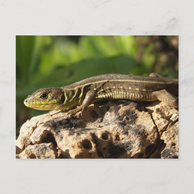 Tarjeta postal de Lizard (Anverso)