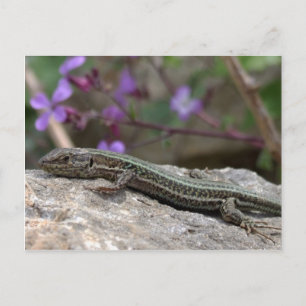 Tarjeta postal de Lizard