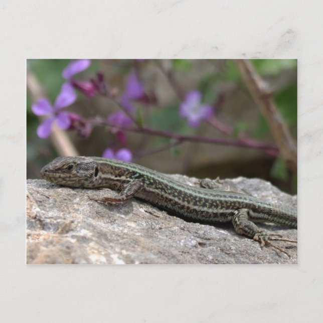 Tarjeta postal de Lizard (Anverso)