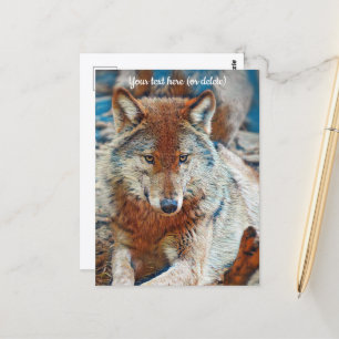 Tarjeta postal de lobo