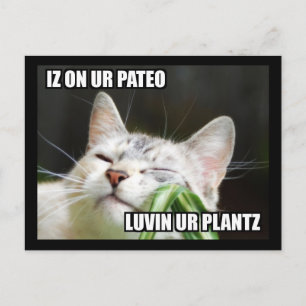 Tarjeta postal de LOLCat Sassy