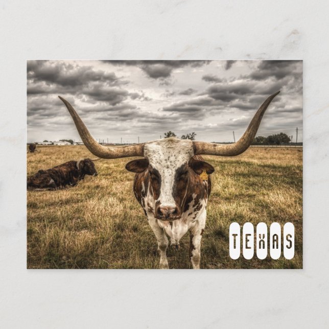 Tarjeta postal de Longhorn Texas (Anverso)