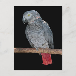 Tarjeta Postal de Loro Molesto