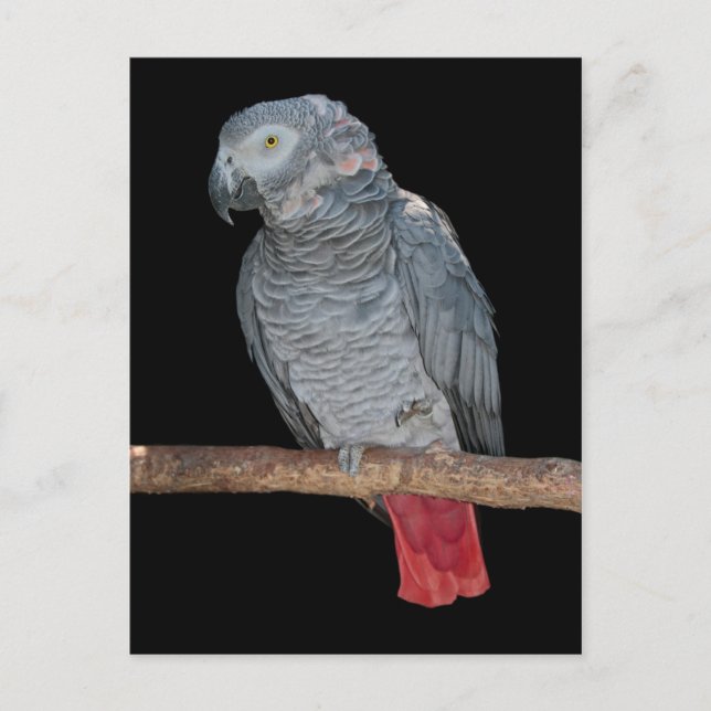 Tarjeta Postal de Loro Molesto (Anverso)