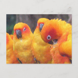 Tarjeta postal de loro naranja