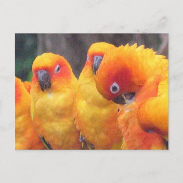 Tarjeta postal de loro naranja (Anverso)