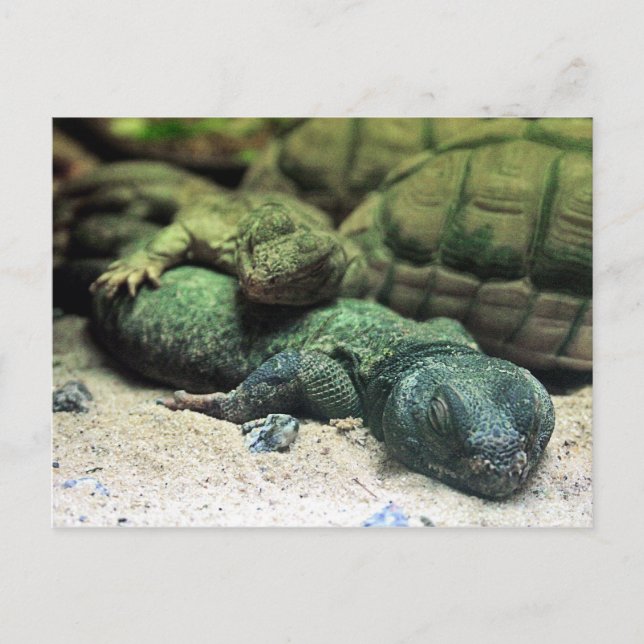 Tarjeta postal de los Buques de cama (Anverso)