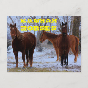 Tarjeta postal de los caballos de Kansas Country