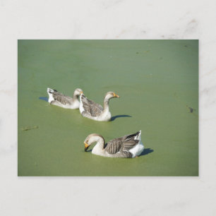 Tarjeta postal de los Ducks de Marzo 4_Swamp