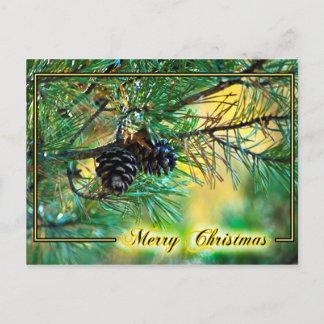 Tarjeta postal de los navidades de los conos de pi