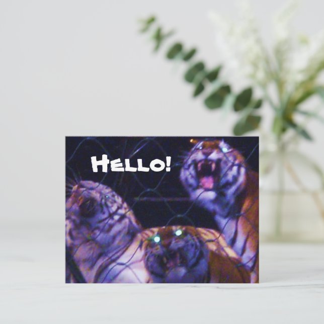 Tarjeta postal de LOS TIGRES (Anverso de pie)