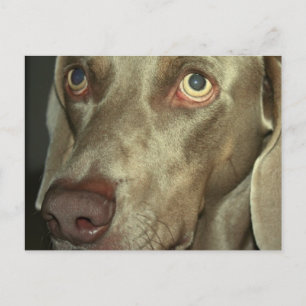 Tarjeta postal de Love Weimeraner