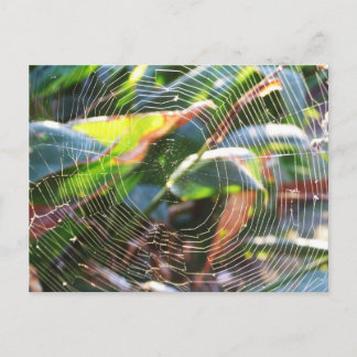 Tarjeta postal de macro Spider Webs