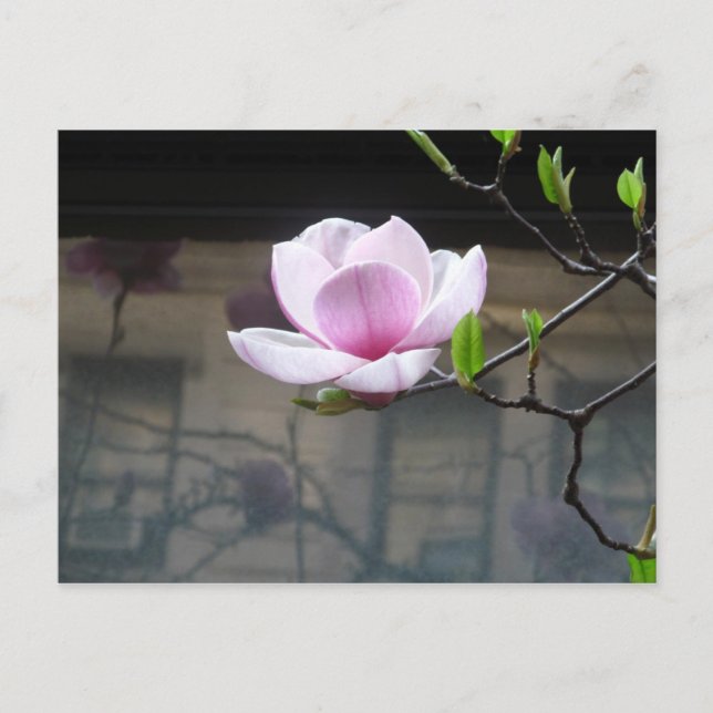 TARJETA POSTAL DE MAGNOLIA (Anverso)