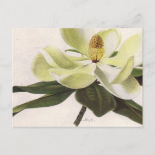 Tarjeta postal de Magnolia del Sur