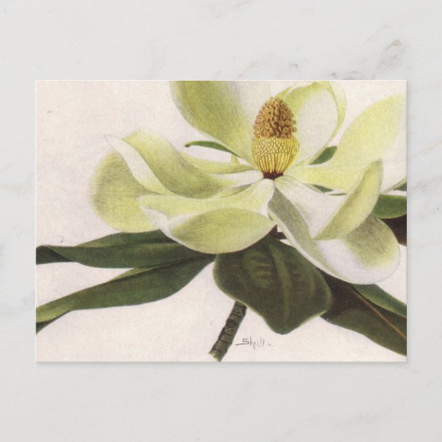 Tarjeta postal de Magnolia del Sur (Anverso)