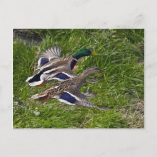 Tarjeta postal de Mallards Flying