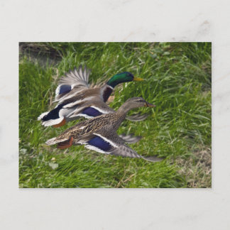 Tarjeta postal de Mallards Flying